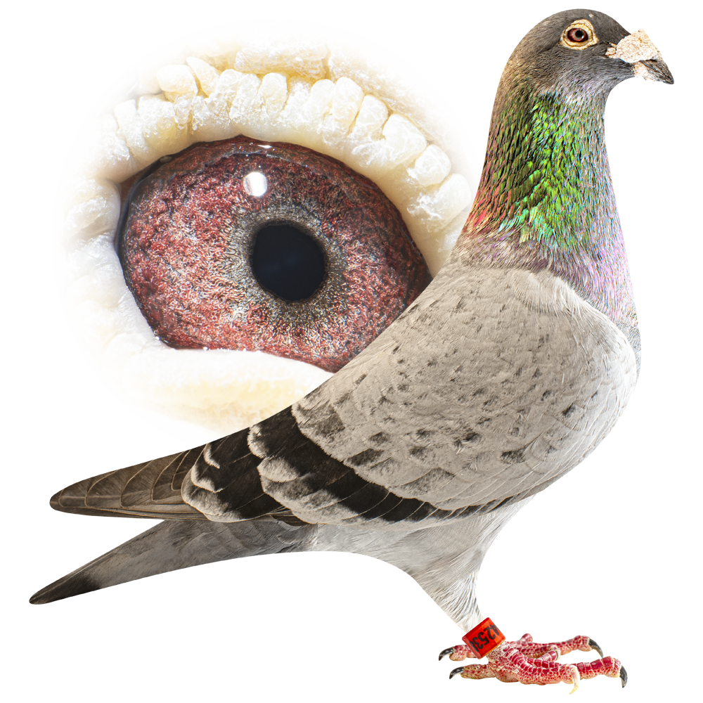Amabilis