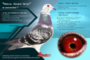 Nieuw Goed Grijs NL22-8018685 – 1e Nationaal Asduif Midfond NPO 2023, directe lijn van Goed Grijs Gebr. Leideman en Kannibaal