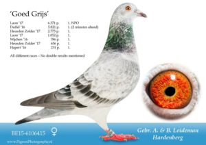Goed Grijs BE15-6106415 – topduivin Gebr. Leideman met 7x 1e prijs, inclusief 1e NPO Laon 6.371 duiven