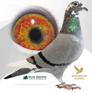 Een elite dochter van Unseen Forces
