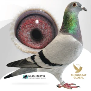 Uit zoon Best Kittel II & Daniel × Porsche 911-lijnen