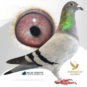 Uit zoon PORSCHE 911 × Best Kittel II en Sagan-lijnen